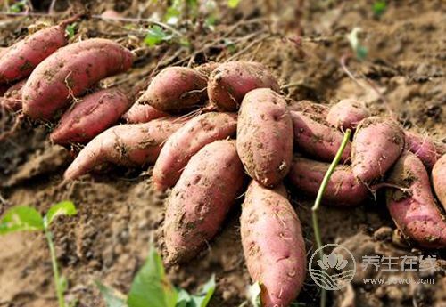 胃不好，身體常有這些癥狀，養胃護胃少不了這些食物