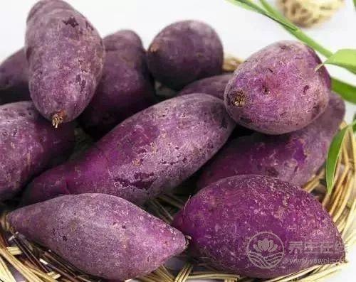 到底吃紅薯紫薯白薯哪種更營養？常吃它降壓不發胖！