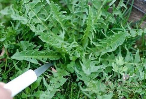 農村這三種野菜，高血壓、酒精肝、動脈硬化的人要多吃！