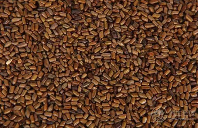 枸杞養(yǎng)生搭配這兩樣東西，養(yǎng)肝護肝有奇效