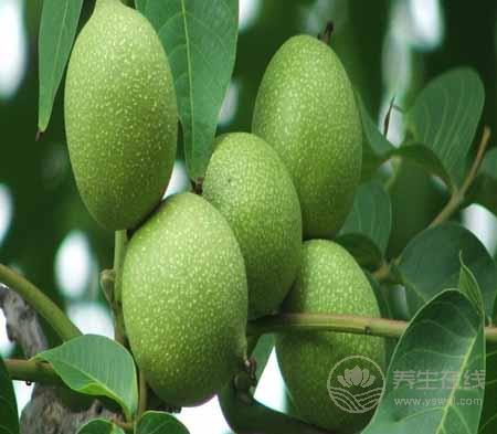 核桃的吃法  這樣吃強身又健腦