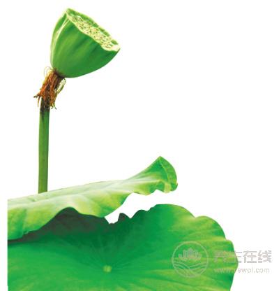 苦啊！可是它們超養(yǎng)生啊！