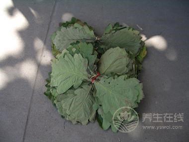 剛采摘回來的粽子葉如何處理？