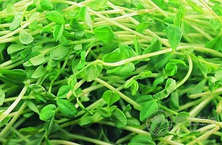 年輕人三高吃什么好  八種食物讓年輕人遠離三高