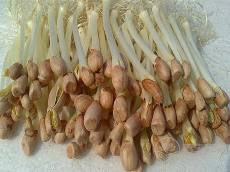 鮮為人知 這物居然是長壽菜