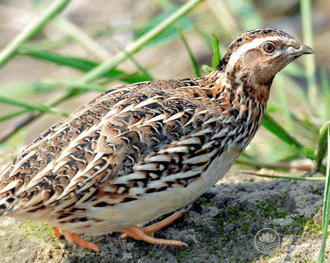 吃什么食物補腎 吃什么食物補腎