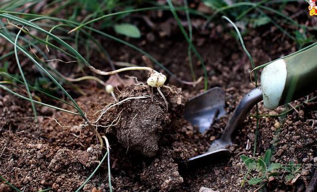 農村這三種野菜，高血壓、酒精肝、動脈硬化的人要多吃！