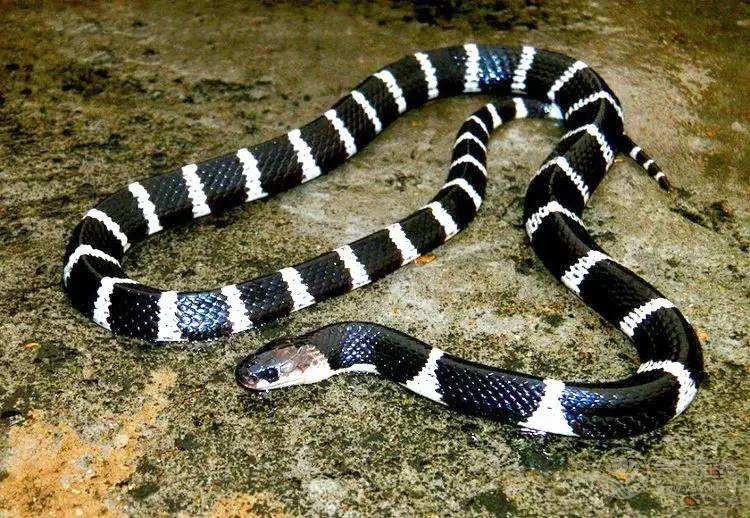 女子網(wǎng)購銀環(huán)蛇被咬傷 被銀環(huán)蛇咬傷如何自救