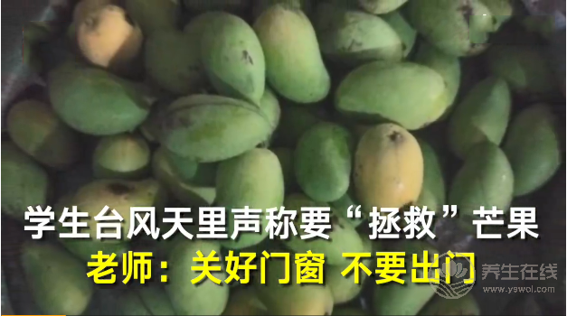 學生臺風天里跑出來“拯救”芒果 臺風也抵擋不了芒果美味的誘惑