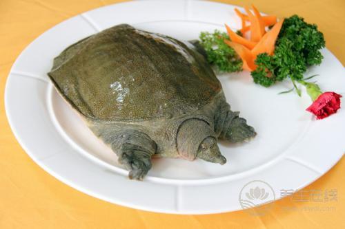 哪些人不能吃甲魚 甲魚的飲食禁忌有哪些？