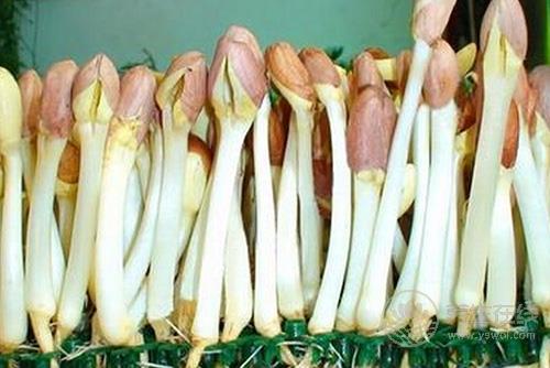 鮮為人知 這物居然是長壽菜