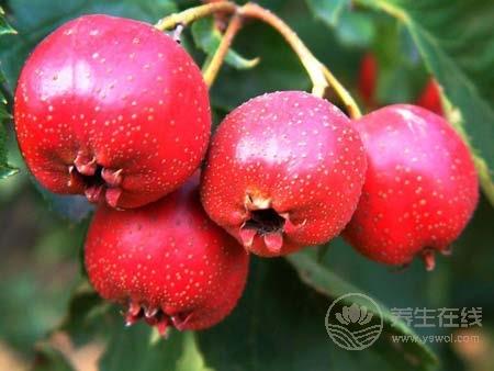 年輕人三高吃什么好  八種食物讓年輕人遠離三高