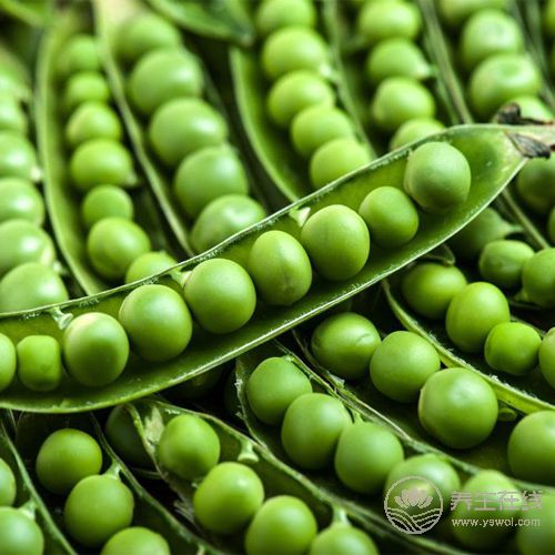 盤點(diǎn)3種豆類的營(yíng)養(yǎng)價(jià)值，常吃讓你遠(yuǎn)離疾病困擾