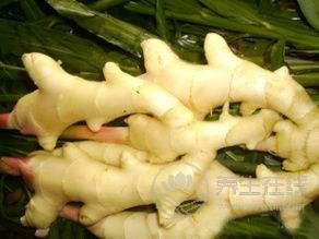 生姜品種介紹,姜的種類及圖片大全