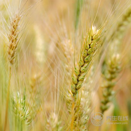 五谷養(yǎng)五臟，教你如何健康養(yǎng)生