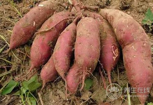 紅薯好吃不貴，對身體還有3大好處