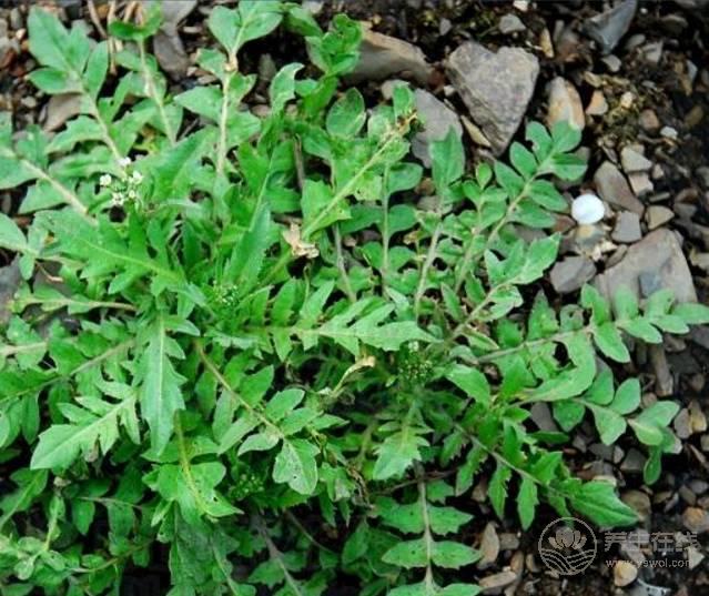 農村這三種野菜，高血壓、酒精肝、動脈硬化的人要多吃！