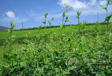 苦啊！可是它們超養(yǎng)生啊！