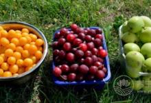 用水果當晚餐不能減肥，別再信了