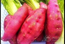 常食薯護腸養胃  推薦紫薯糯米餅