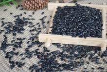 吃黑米不容易餓 揭秘最有效的黑米減肥方法