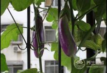 茄子顏值高還好吃，它的這些吃法和作用，你得知道