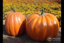 女人常吃6種食物，補血養氣，人年輕