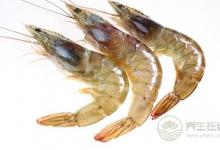 如何辨別蝦的新鮮度？請謹記這五點