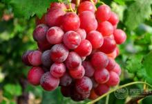 這些水果帶皮吃營養價值更高！盤點能帶皮吃的水果