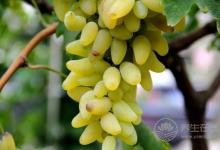 世界上最甜的水果,世界上哪種水果最甜