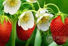 最適合女性吃的水果  女性吃了這一物竟這么神奇