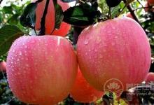 全世界人都愛(ài)它  一天吃幾個(gè)蘋(píng)果最好