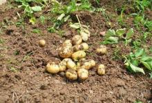 土豆發芽后還能食用嗎？切掉發芽部分可以食用嗎