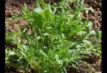 6月必吃的蔬菜是它，養(yǎng)生功效極好，您吃了嗎