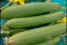 8月份吃這幾種蔬菜很養生，有你喜歡吃的嗎？