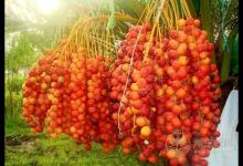 震驚！這物居然抗癌又治性功能低下 椰棗這樣吃更健康