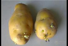 土豆發芽不能吃  土豆跟它放一起就不會發芽了