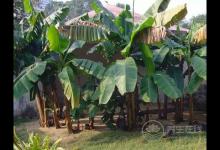 芭蕉和香蕉的區別？芭蕉和香蕉的識別方法