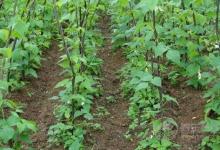 老了的蕓豆能吃嗎？蕓豆怎么保存