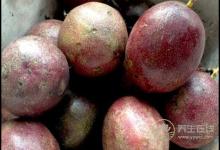 生津養肺的百香果，一定要多吃