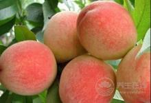 毛桃有酒味吃了會中毒嗎？毛桃應該怎么保存