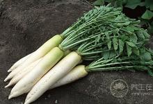 霜降吃什么養(yǎng)生 11種食物養(yǎng)陰潤燥