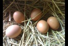 普通雞蛋和土雞蛋營養哪個更有營養？