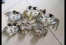 美味食物背后竟藏玄機！ 這八種食物打死不能吃