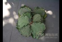 剛采摘回來的粽子葉如何處理？