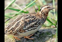 吃什么食物補(bǔ)腎