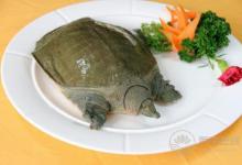哪些人不能吃甲魚 甲魚的飲食禁忌有哪些？