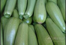 西葫蘆好吃營養，吃了對身體好處很多，不過知道的人很少