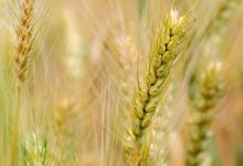 五谷養五臟，教你如何健康養生