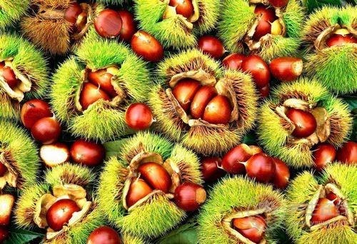 板栗泡酒你喝過嗎？它的功效誰懂？